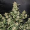 Buy Original OG Kush Auto Feminized Seeds by FastBuds in America - Image 3