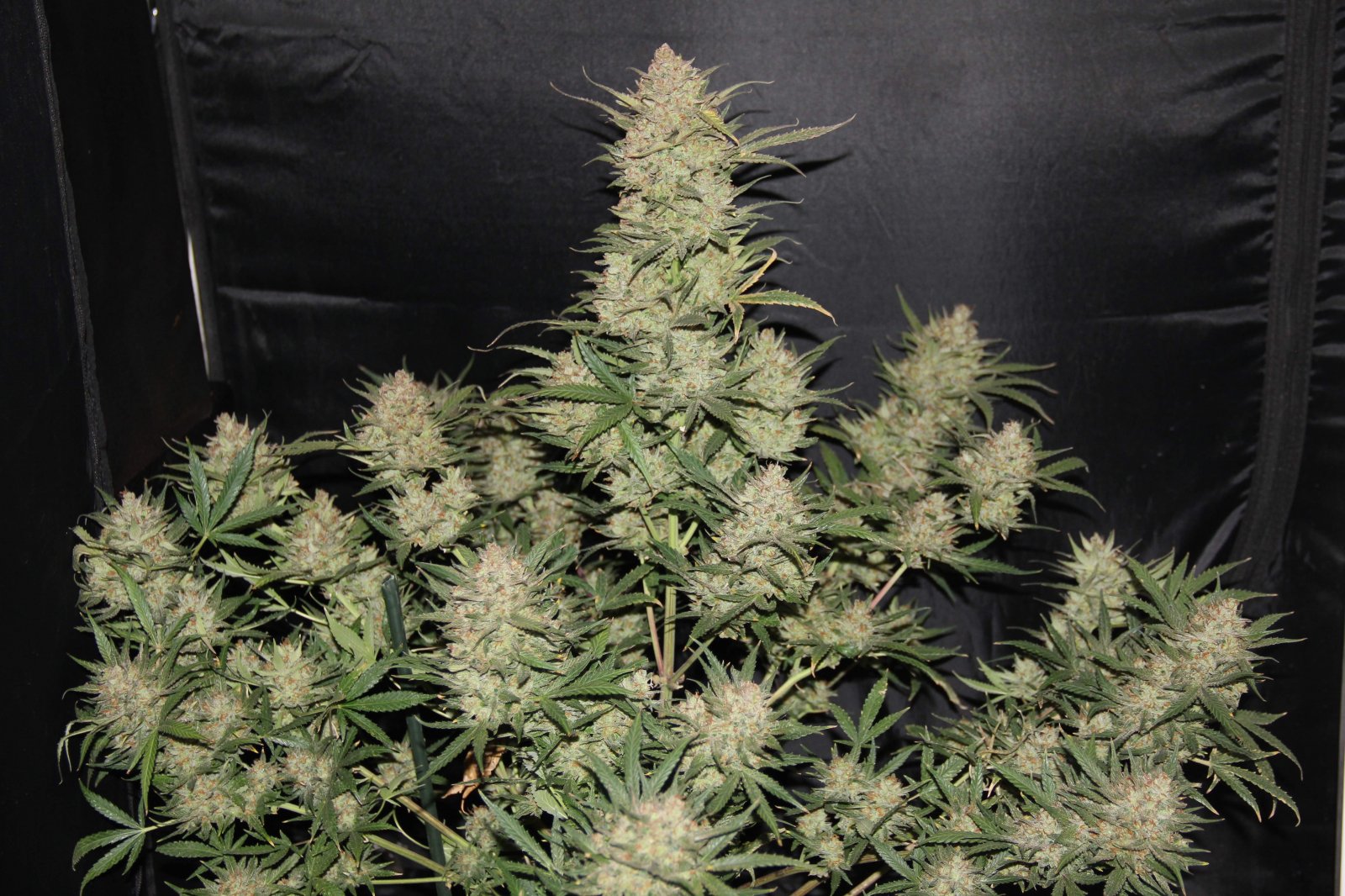 Buy Original OG Kush Auto Feminized Seeds by FastBuds in America - Image 3