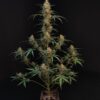 Buy Original Chemdawg Auto Feminized Seeds by FastBuds in America - Image 2