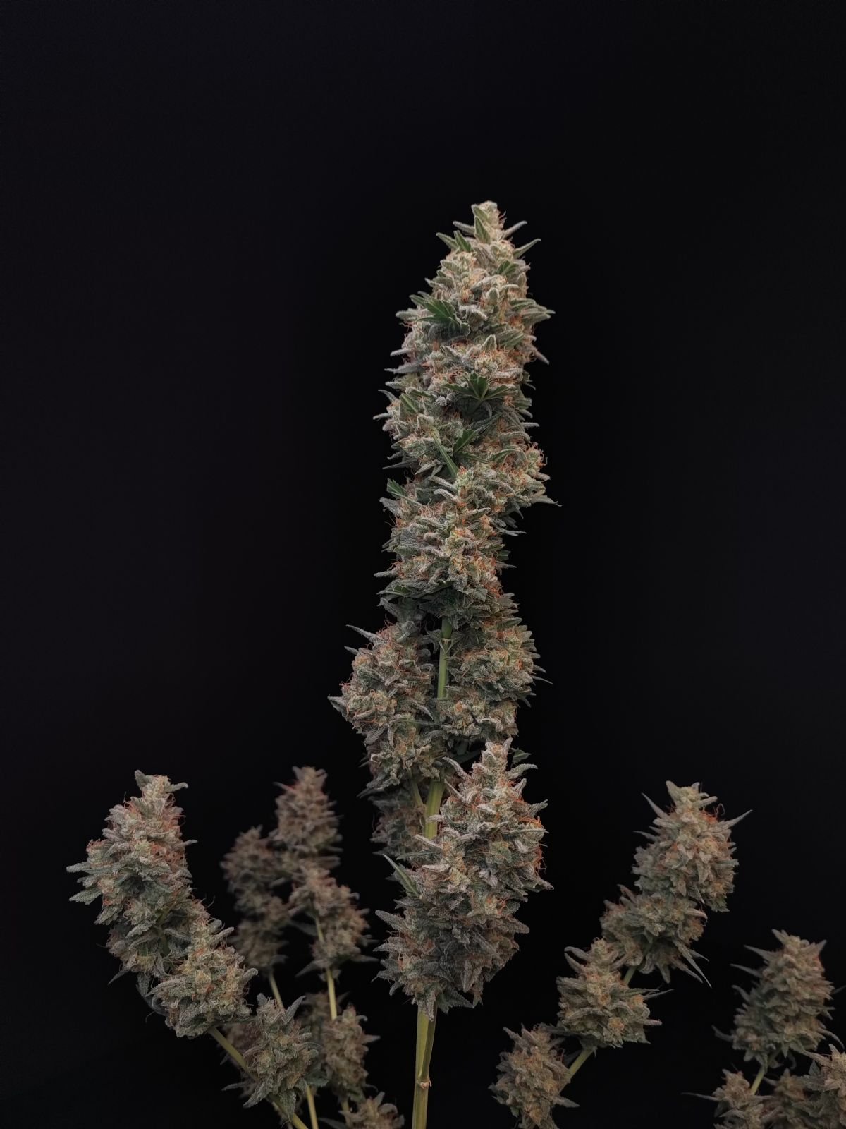 Buy Original Chemdawg Auto Feminized Seeds by FastBuds in America - Image 4