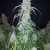 Buy Six Shooter Auto Feminized Seeds by FastBuds in America - Image 3