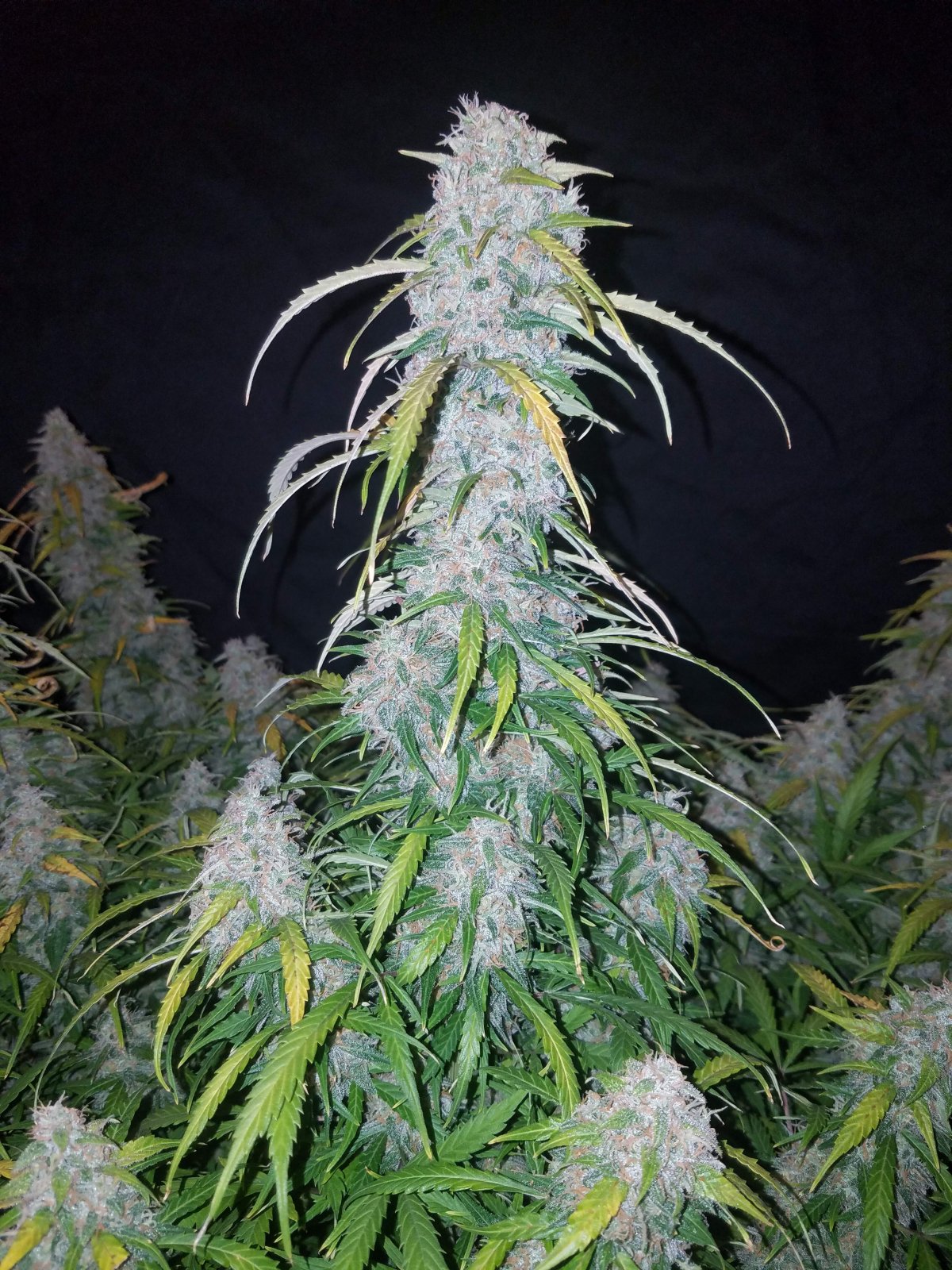 Buy Six Shooter Auto Feminized Seeds by FastBuds in America - Image 3
