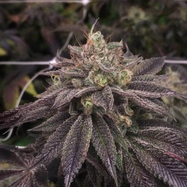 Buy StarCake Feminized Seeds by Pheno Finder Seeds in America - Stellar ...