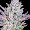 Buy Wedding Glue Auto Feminized Seeds by FastBuds in America - Image 2