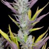 Buy Wedding Glue Auto Feminized Seeds by FastBuds in America - Image 3