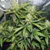 Buy Green Crack Auto Feminized Seeds by FastBuds in America - Image 2