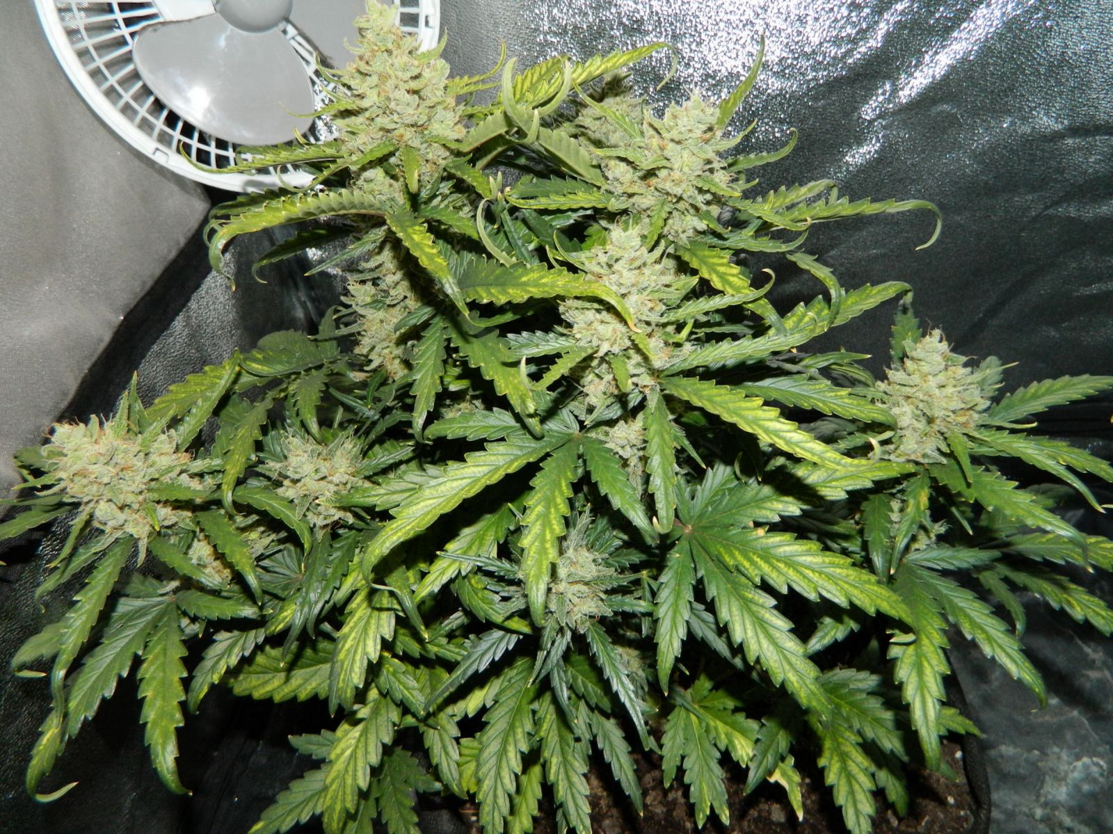 Buy Green Crack Auto Feminized Seeds by FastBuds in America - Image 2