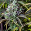 Buy Original Big Bud Auto Feminized Seeds by FastBuds in America - Image 3