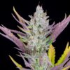 Buy Wedding Glue Auto Feminized Seeds by FastBuds in America - Image 4