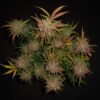 Buy Lemon AK Auto Feminized Seeds by FastBuds in America - Image 3