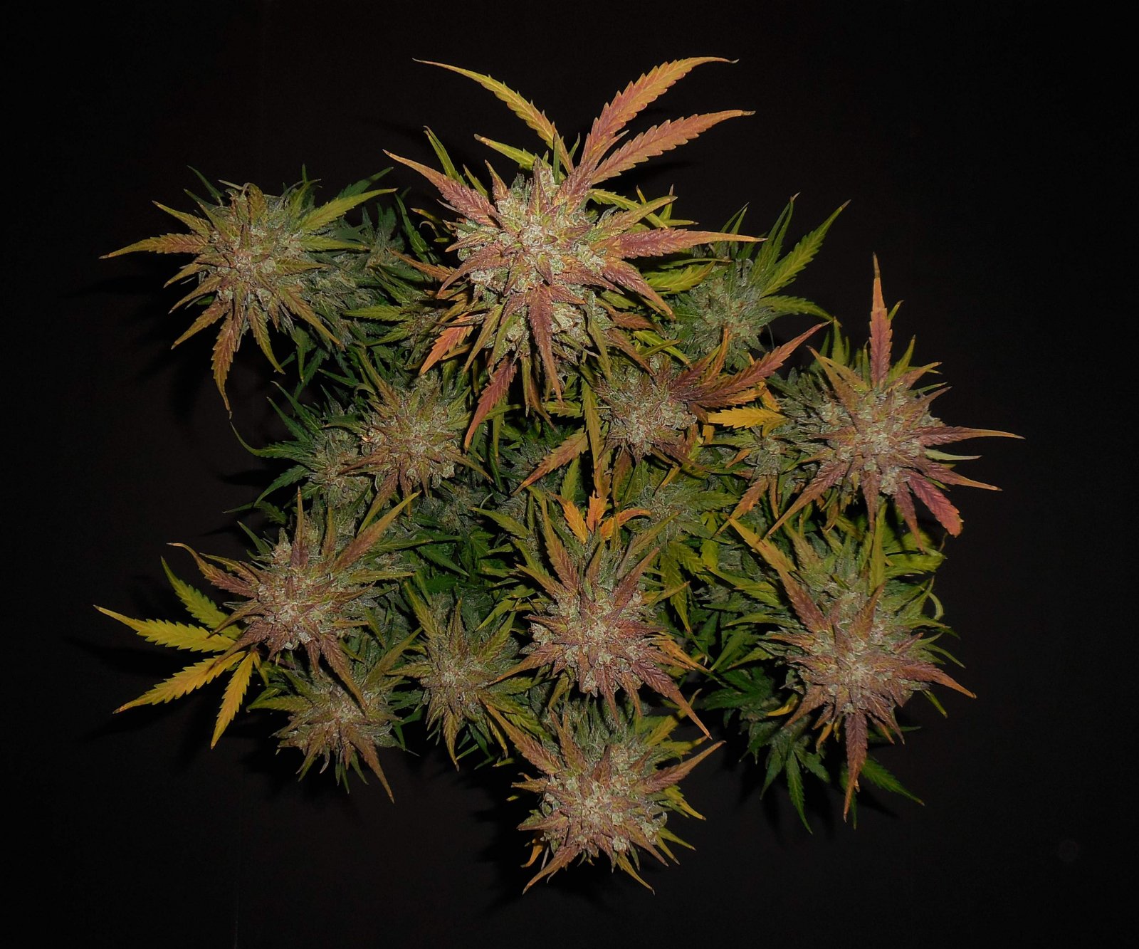 Buy Lemon AK Auto Feminized Seeds by FastBuds in America - Image 3