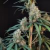 Buy Original Cheese Auto Feminized Seeds by FastBuds in America - Image 4