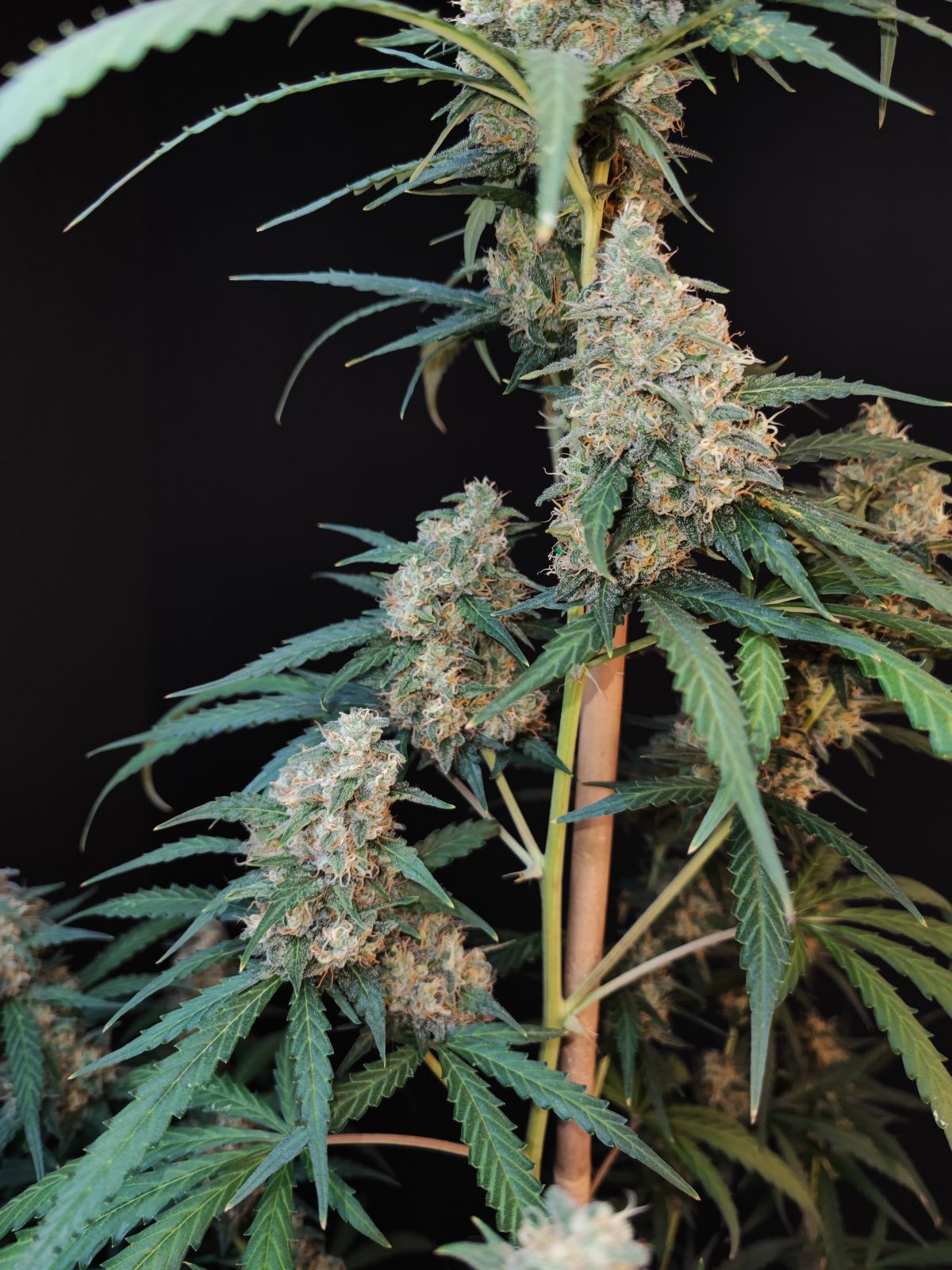 Buy Original Cheese Auto Feminized Seeds by FastBuds in America - Image 4