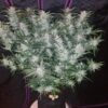 Buy Mexican Airlines Auto Feminized Seeds by FastBuds in America - Image 2