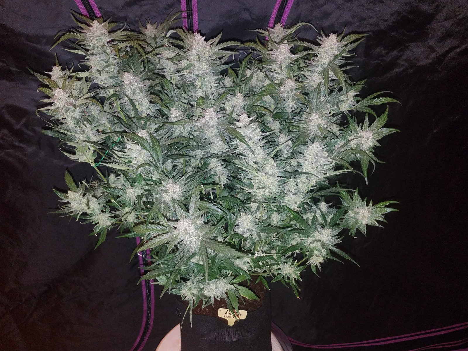 Buy Mexican Airlines Auto Feminized Seeds by FastBuds in America - Image 2