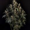 Buy Original Amnesia Haze Auto Feminized Seeds by FastBuds in America - Image 2