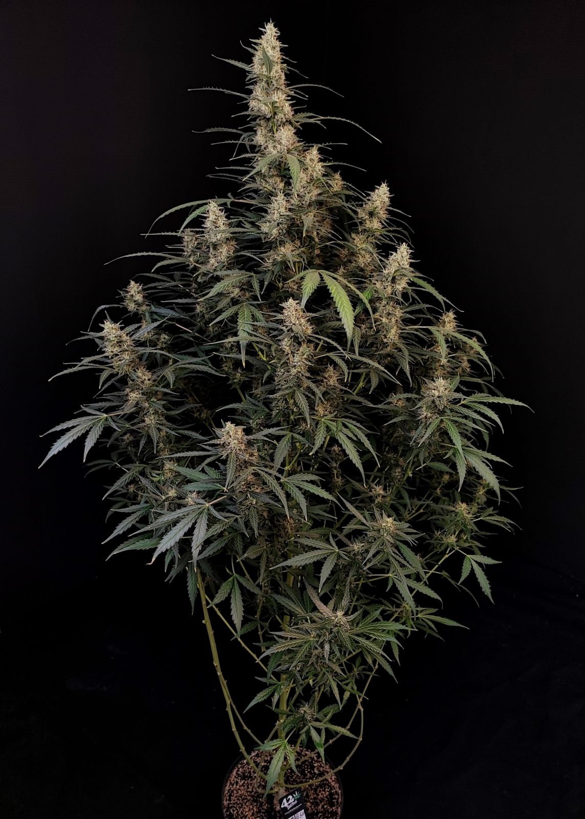Buy Original Amnesia Haze Auto Feminized Seeds by FastBuds in America - Image 2