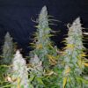 Buy Californian Snow Auto Feminized Seeds by FastBuds in America - Image 2