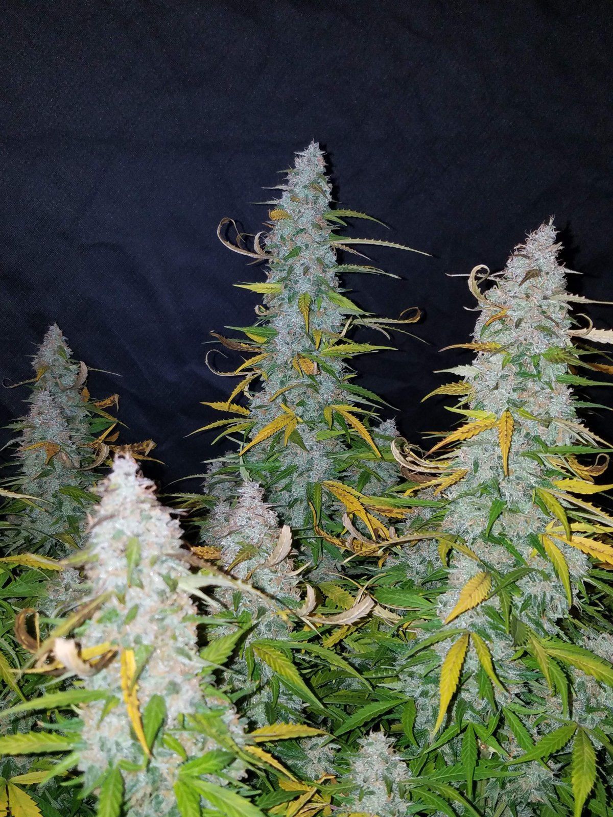 Buy Californian Snow Auto Feminized Seeds by FastBuds in America - Image 2