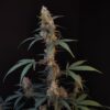 Buy Original BubbleGum Auto Feminized Seeds by FastBuds in America - Image 2