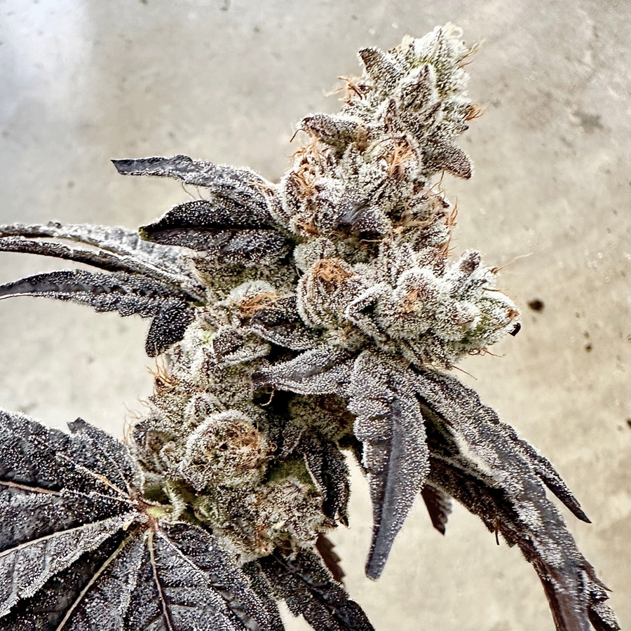 Ben & Gary's Feminized Seeds