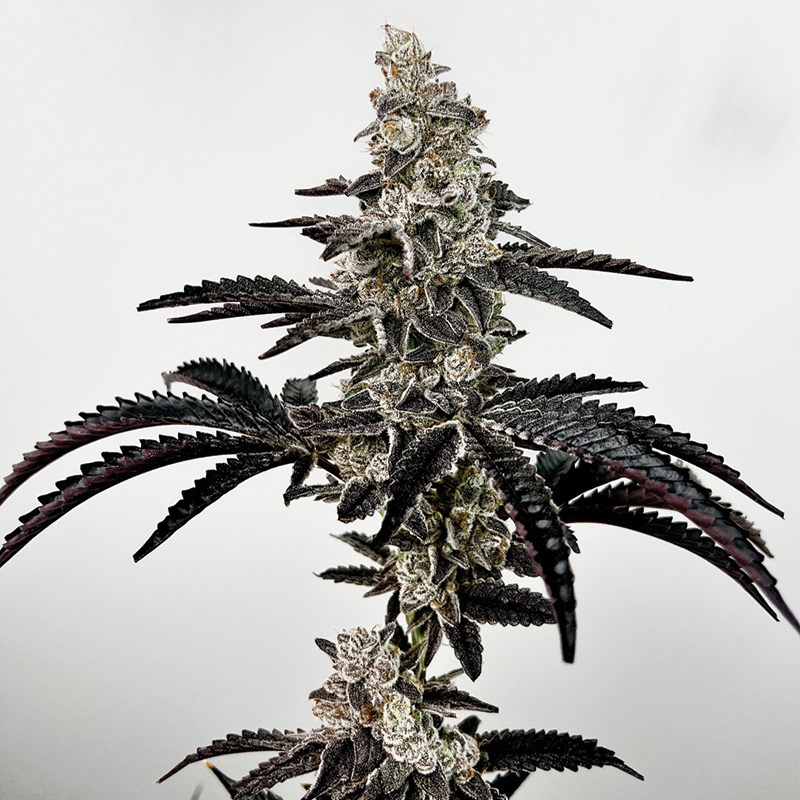 Black Patronus Feminized Seeds