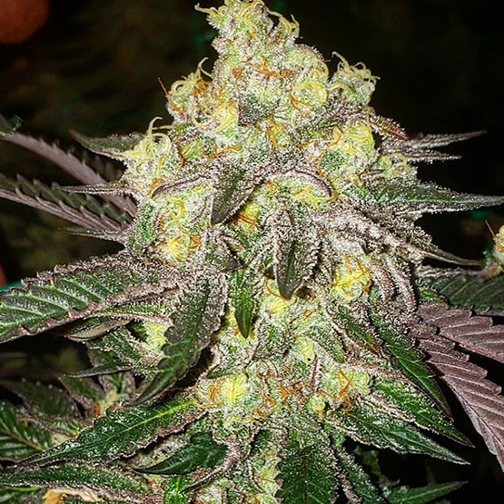 Candy Store RBX Feminized Seeds