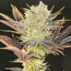 Citradelic Sunset Feminized Seeds