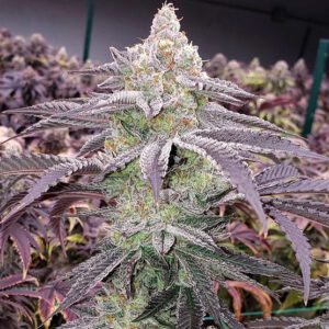 Colin OG RBX Feminized Seeds