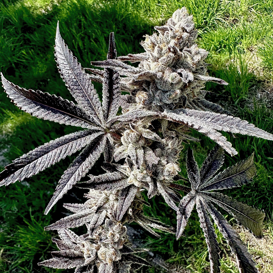 Drippin' Aint Eazy Feminized Seeds