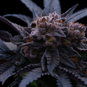 End Game RBX The Punch Line Feminized Seeds