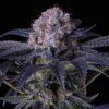 Grape Balls Of Fire RBx Feminized Seeds