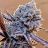 Lilac Diesel RBX2 Feminized Seeds