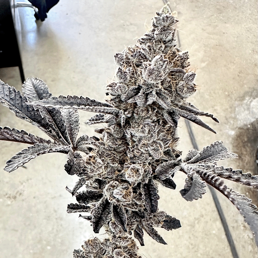 Money Ball Feminized Seeds