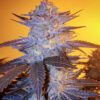 Orange Velvet Underground RBX Feminized Seeds