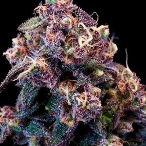 Outer Space Cake Feminized Seeds