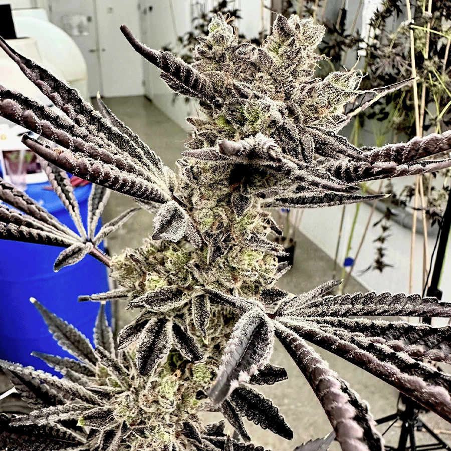 Pop Star Feminized Seeds