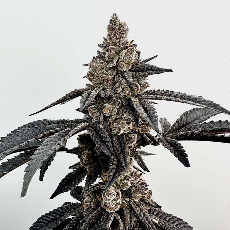 Primetime Feminized Seeds