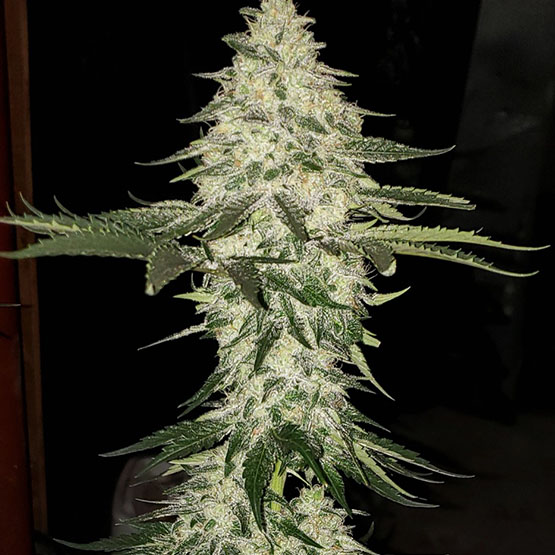 Planet Of The Grapes Auto Feminized Seeds