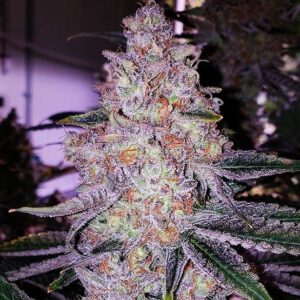 Planet Of The Grapes RBX Feminized Seeds