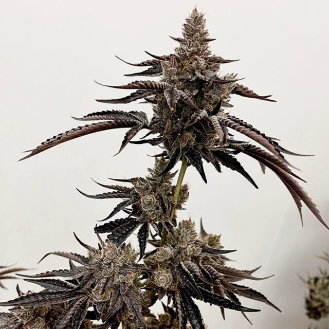 Red Rager Feminized Seeds