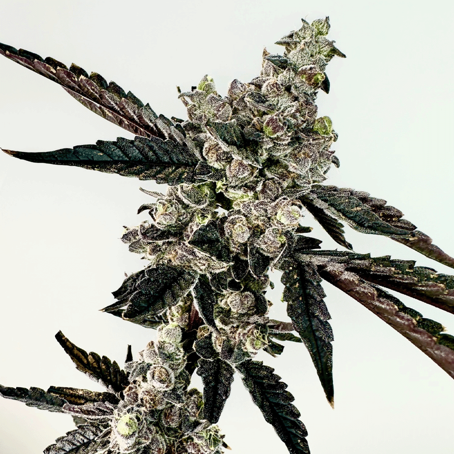 Ring Of Sour Feminized Seeds