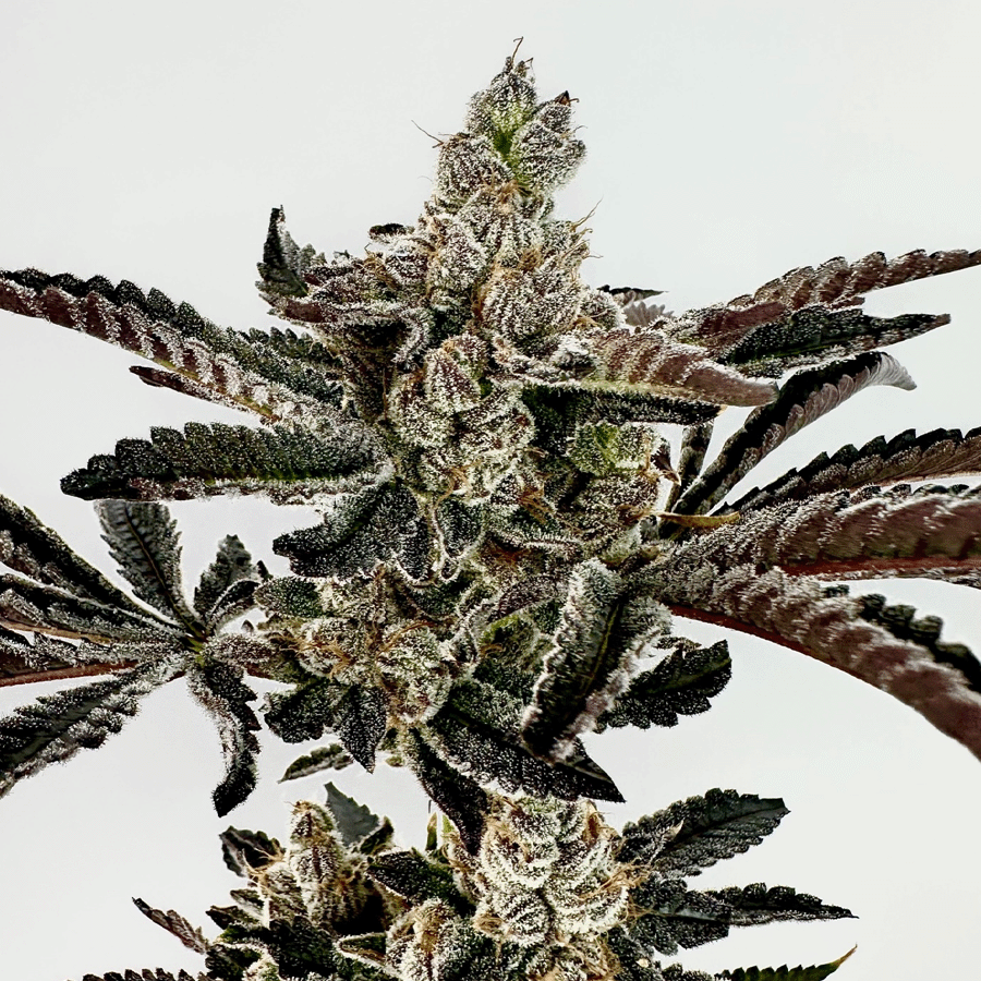 Sha-Boink Feminized Seeds