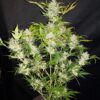 Buy Original AK Auto Feminized Seeds by FastBuds in America - Image 4