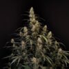 Buy Original Amnesia Haze Auto Feminized Seeds by FastBuds in America - Image 3