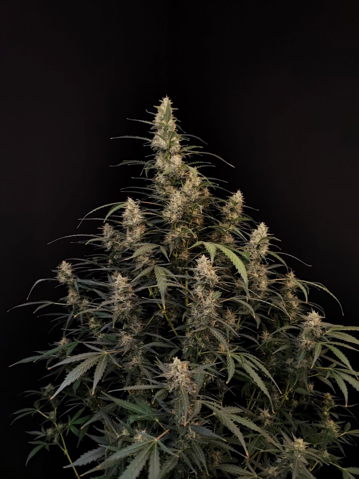Buy Original Amnesia Haze Auto Feminized Seeds by FastBuds in America - Image 3