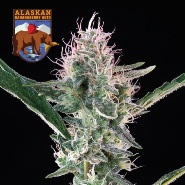 Alaskan Bananaberry Auto Feminized Seeds