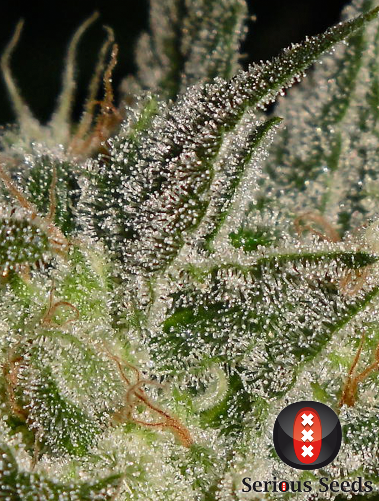 AK47 Feminized Seeds