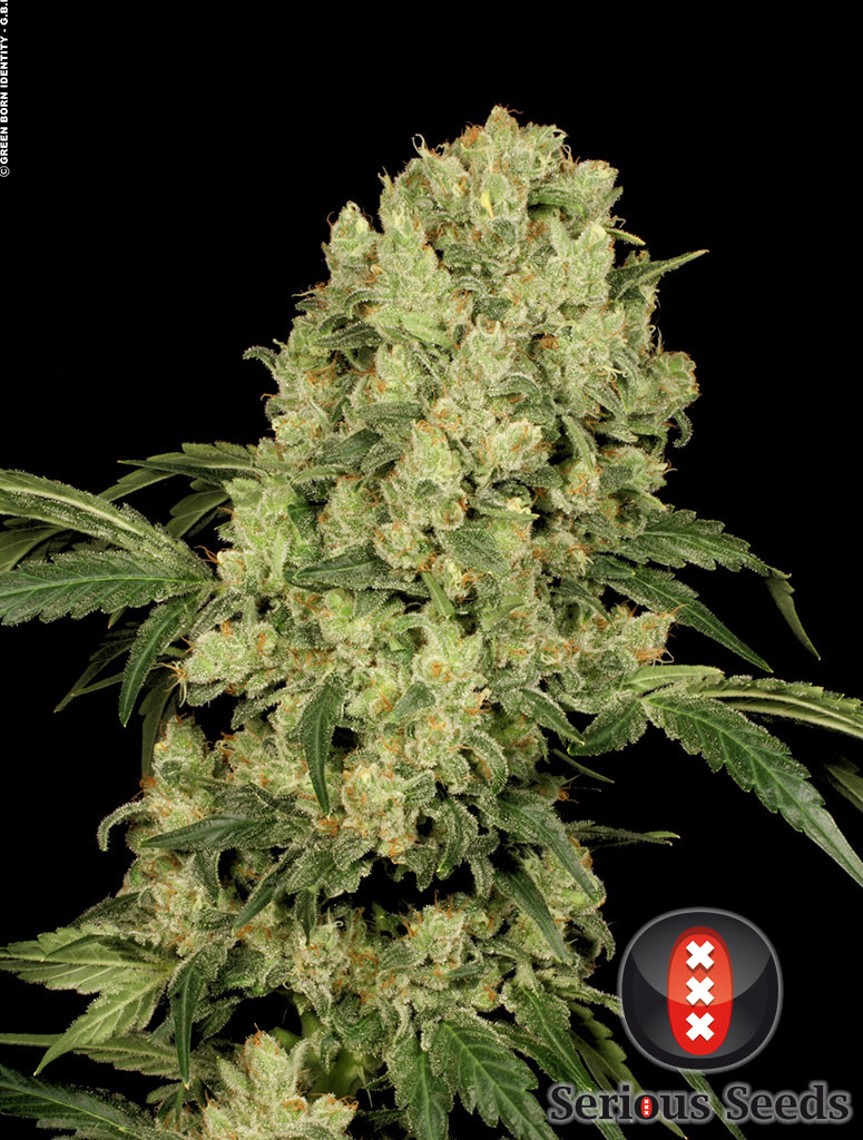 AK47 Feminized Seeds