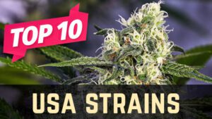 Top 10 American Weed Strains